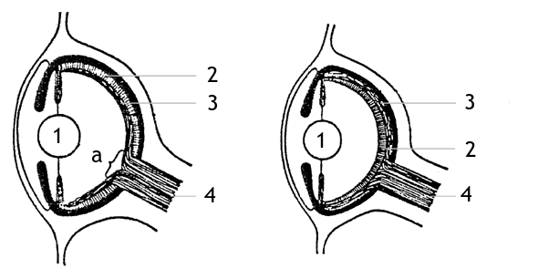 Evolution eye numbered.png