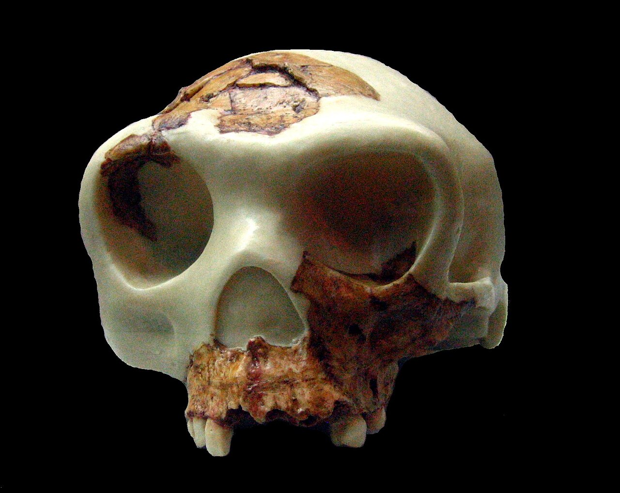 Homo antecessor reconstruccion.jpg