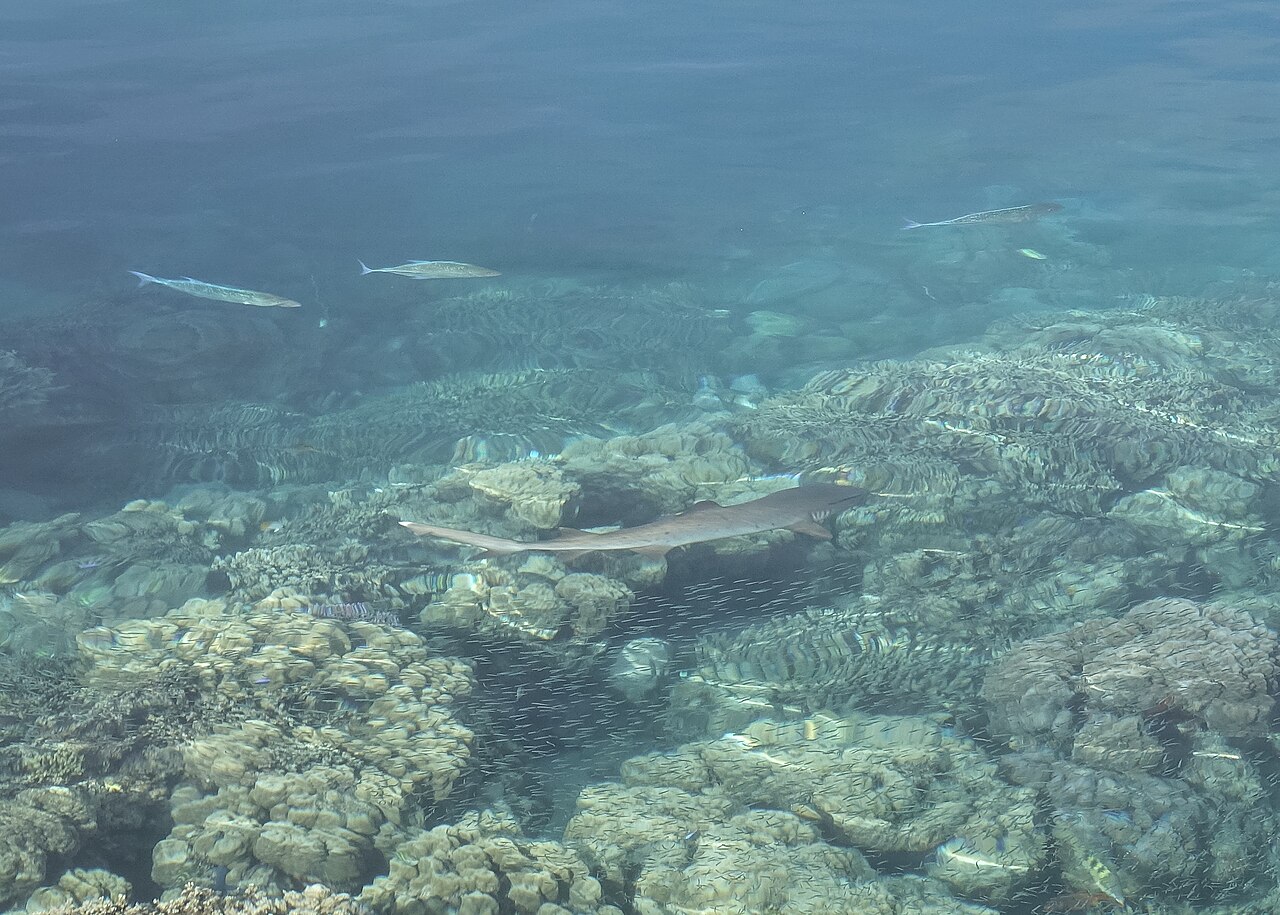 Shark in Fiji (32264989862).jpg