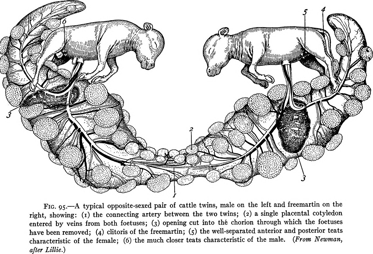 Readings in evolution, genetics, and eugenics (1921) (20763434066).jpg