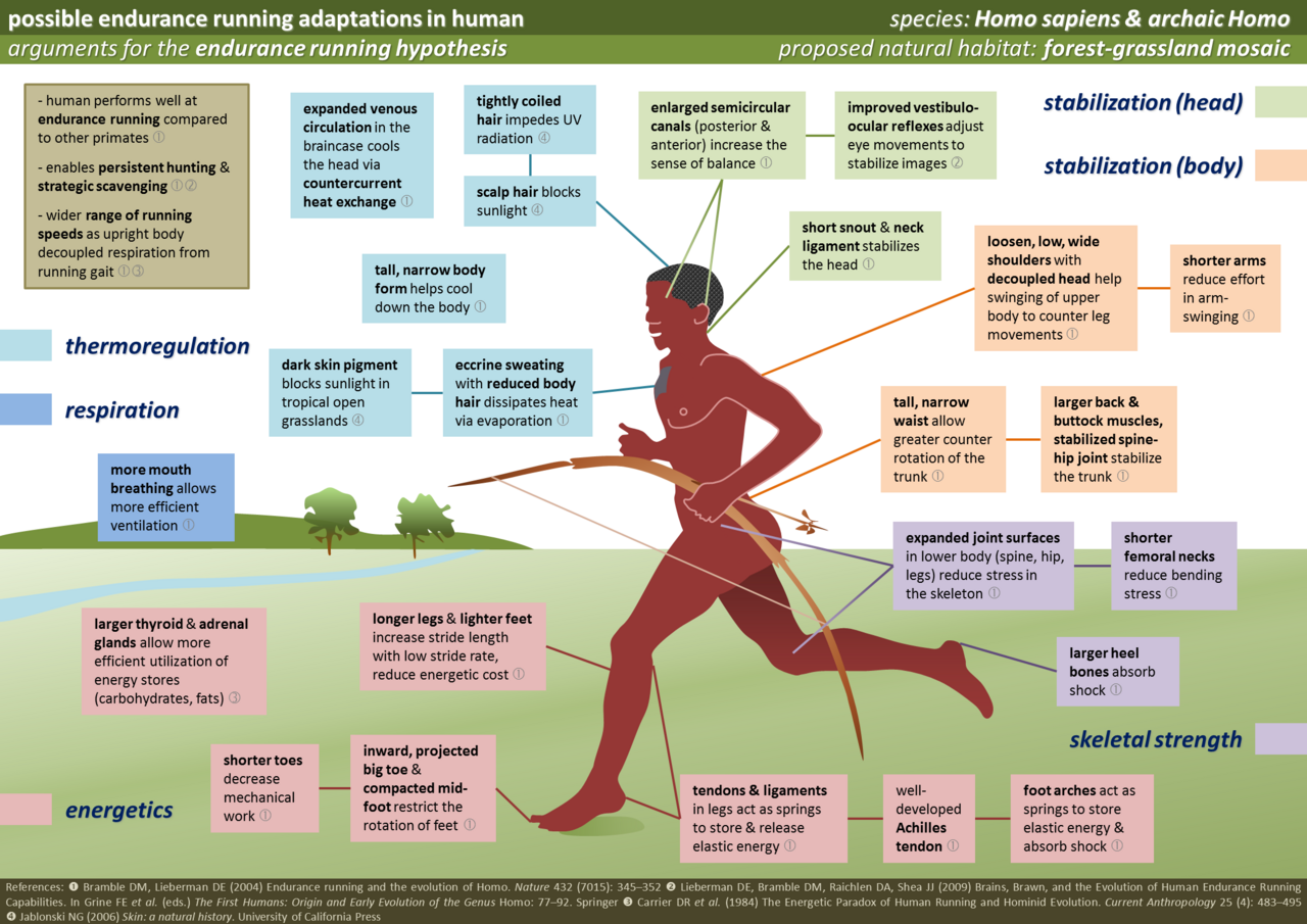 Human Running Adaptations.png