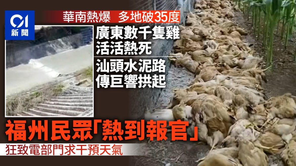 The Poultry Farm Catastrophe: Thousands of Chickens Die Despite Emergency Measures