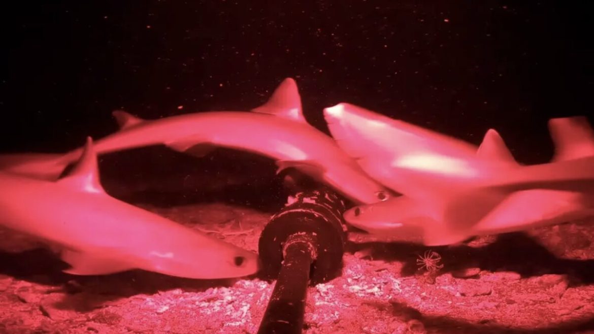 Deep-Sea Discovery with Infrared Technology