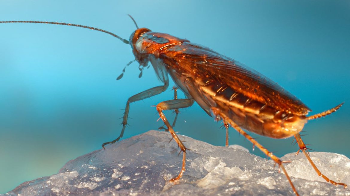 Evidence of Ancient Bacterial DNA in Cockroach Genomes