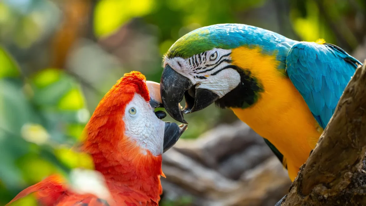Parrots' Social Communication Patterns